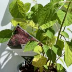 Hortenzia stromčekovitá (Hydrangea arborescens) ‘RUBY ANNABELLE’® Proven Winners® - výška 40-50 cm, kont. C3L 